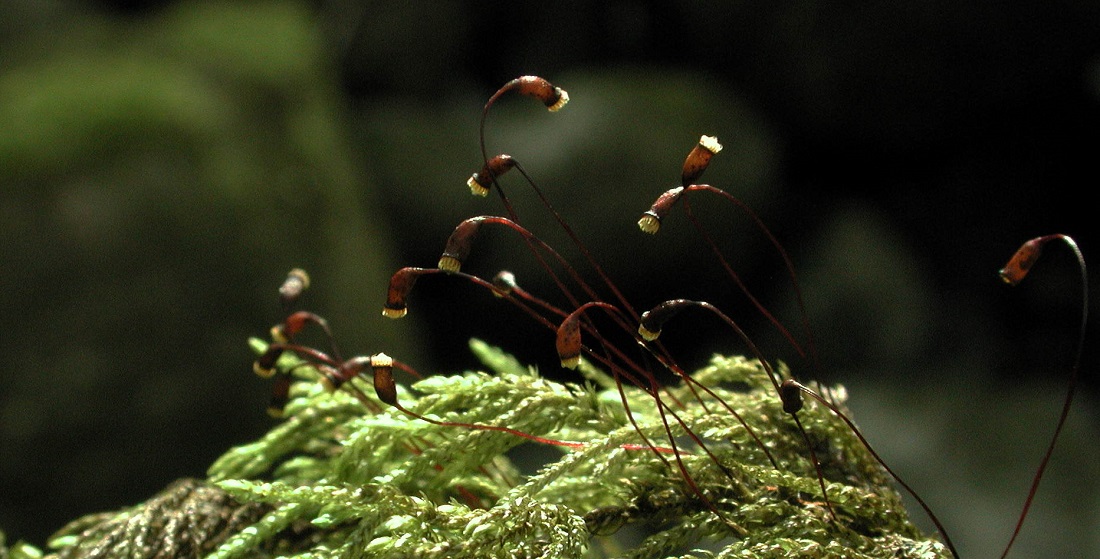 In einer Sporenkapsel können sich Hunderte von Sporen befinden © Friederike Schaumann