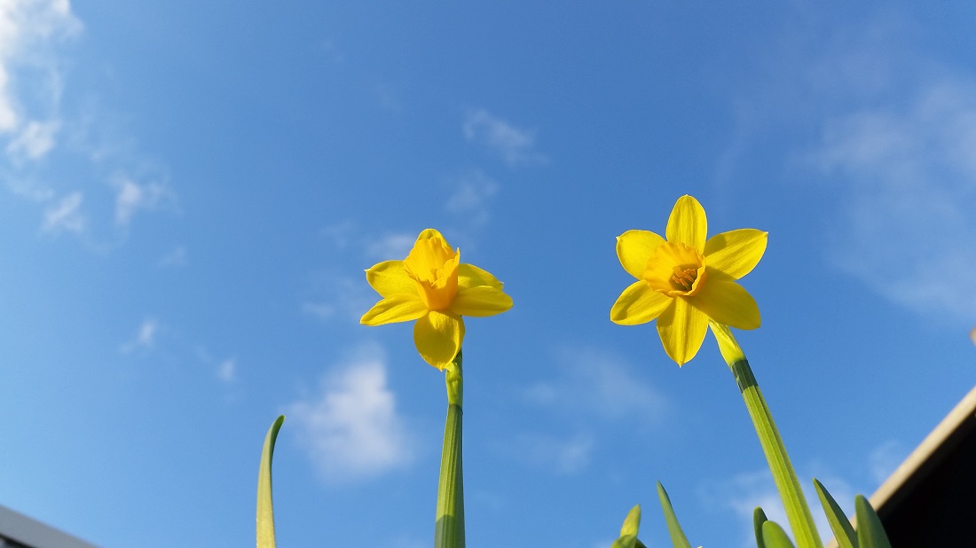 Selbstbewusst recken sich Narzissen in den blauen Frühlingshimmel © GartenRadio.fm