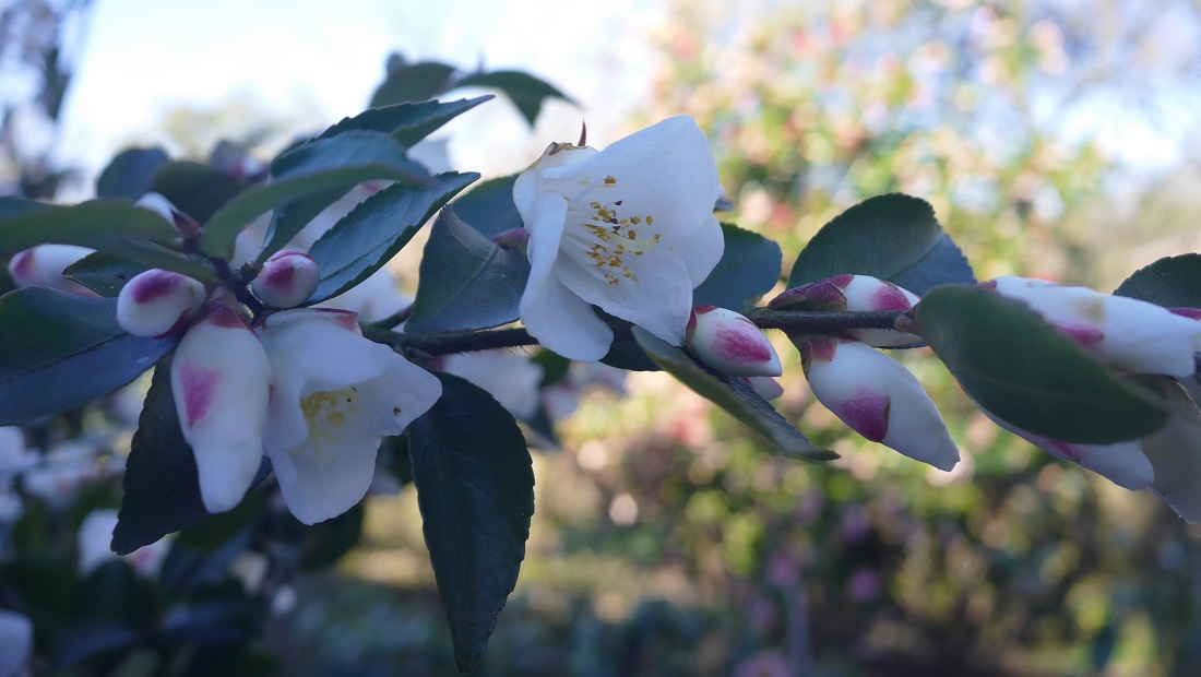 Die Camellia transnokoenensis ist eigentlich nicht winterhart. Seit 10 Jahren gedeiht sie trotzdem im Vorgarten von Professor Kierfeld. © GartenRadio.fm