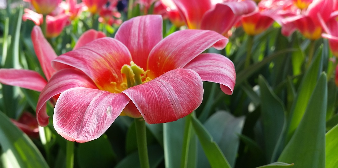 Eleganz pur - Blütenblätter, die sich einrollen © GartenRadio.fm
