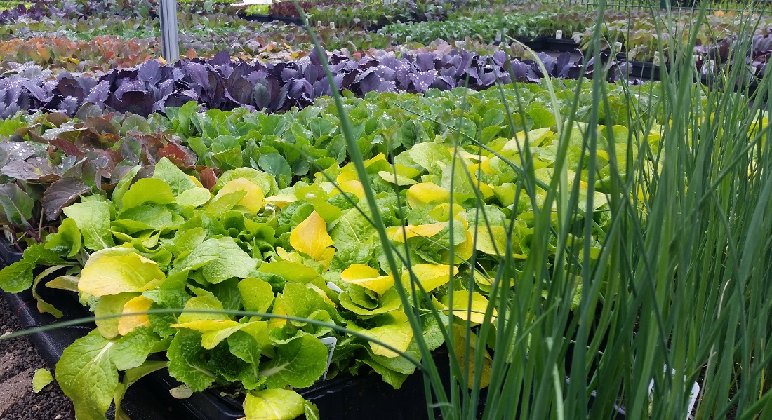 Salate, Kohl oder Kohlrabi - die Auswahl an Jungpflanzen ist enorm © GartenRadio.fm