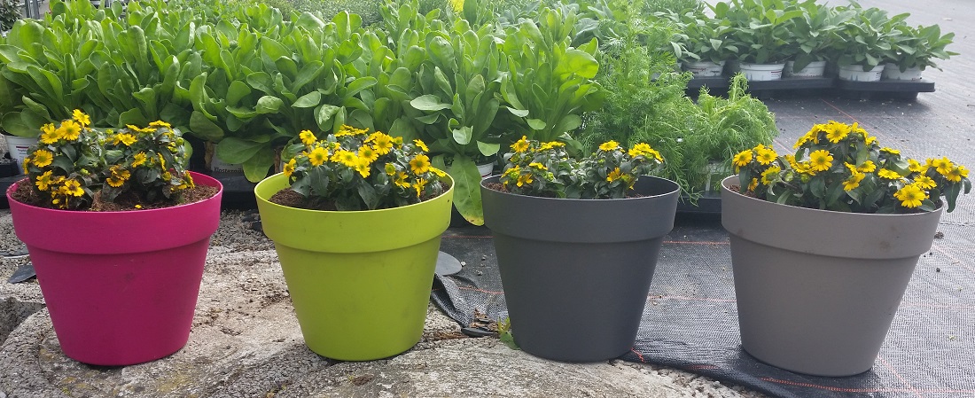 Von Links nach Rechts: Husarenknöpfchen in Balkonerde, Blumenerde, Bioerde und Pflanzerde © GartenRadio.fm   