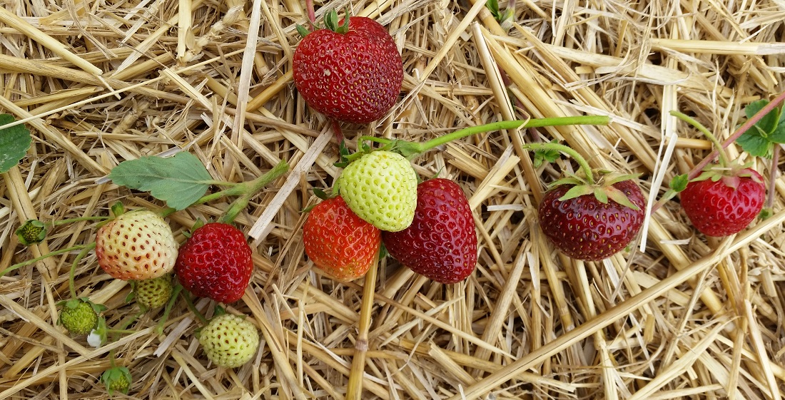 Erdbeeren mögen es, auf Stroh zu stehen © GartenRadio.fm