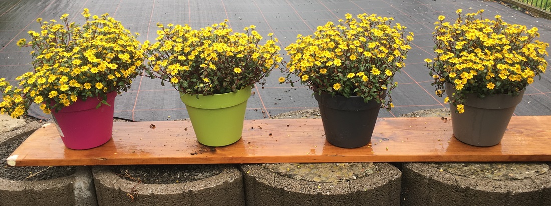 Zwei Monate später: Von links nach rechts: Husarenknöpfchen in Balkonerde, Blumenerde, Bioerde und Pflanzerde  © GartenRadio.fm
