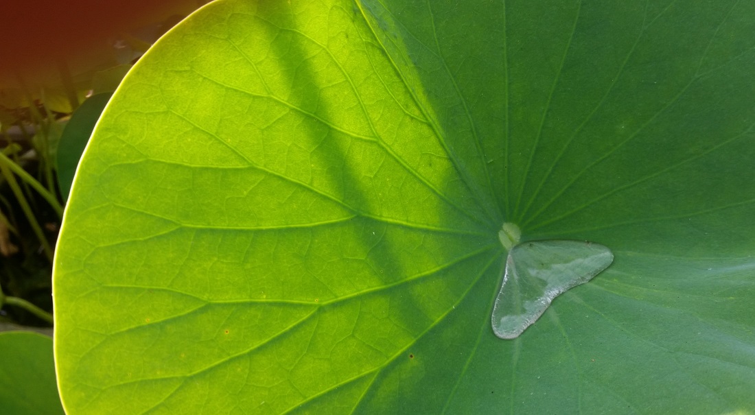 Der Lotuseffekt - Wasser perlt einfach ab © GartenRadio.fm