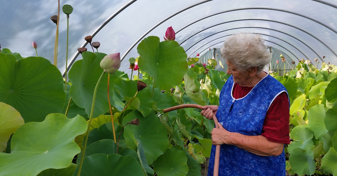 Die fast 90jährige Elli Meyer kümmert sich täglich um die zarten Gewächse © GartenRadio.fm