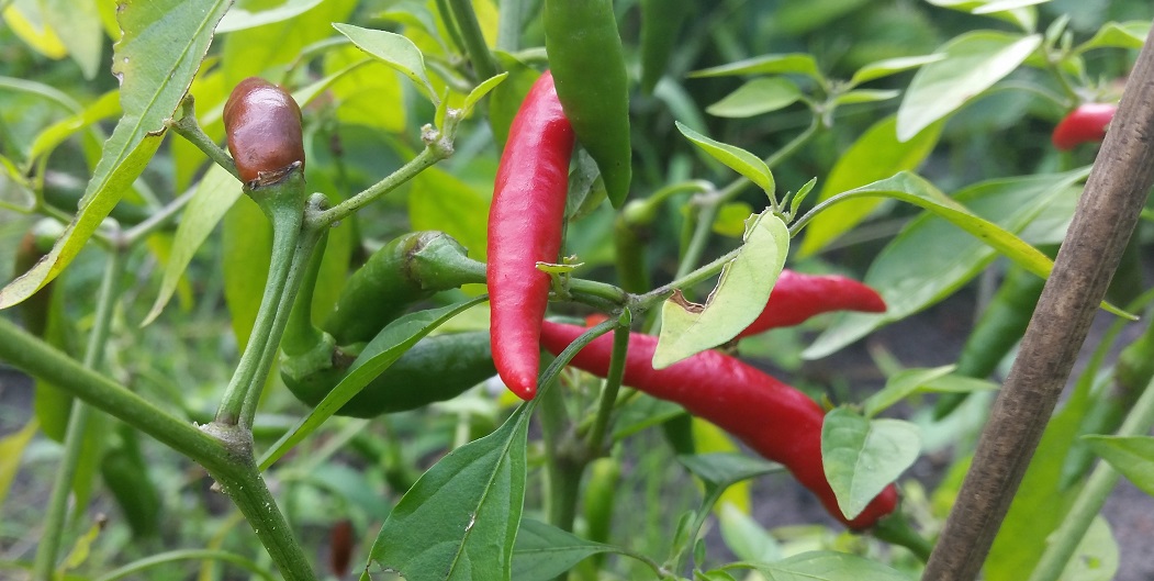 Chilis kann man grün oder rot ernten. Wer es schärfer mag, greift zur roten Schote © GartenRadio.fm