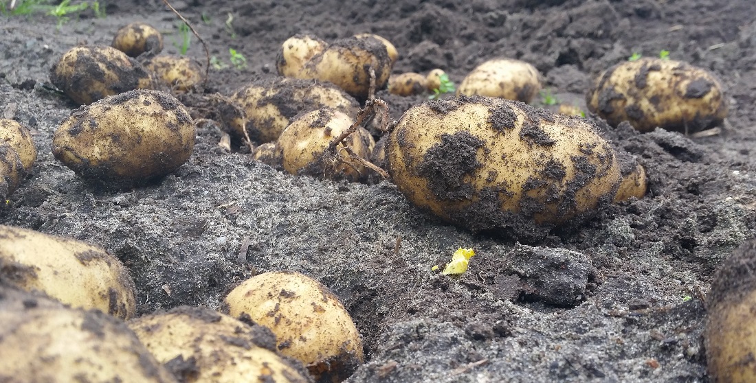 Bei Kartoffeln erkennt man die Reife am Laub © GartenRadio.fm