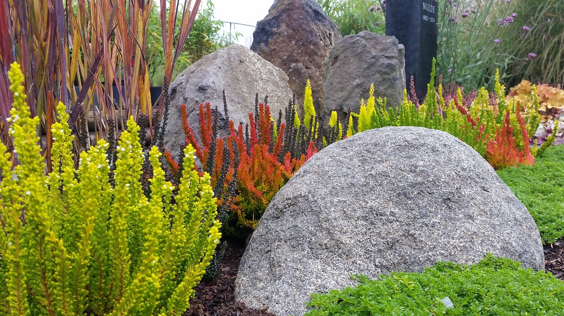 Gräser, Steine und bunte Erika - eine klassische Kombination in neuen Farben © GartenRadio.fm