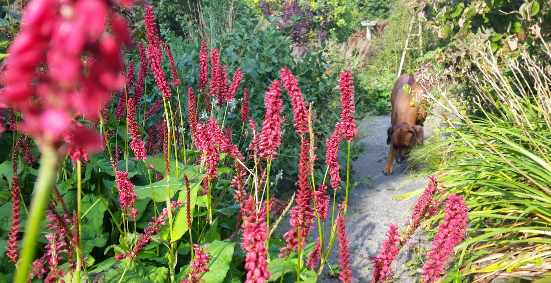 Ommerthal- Hof-Hund Liv in dem Garten, der nur 20 Minuten Pflege im Jahr braucht © GartenRadio.fm 