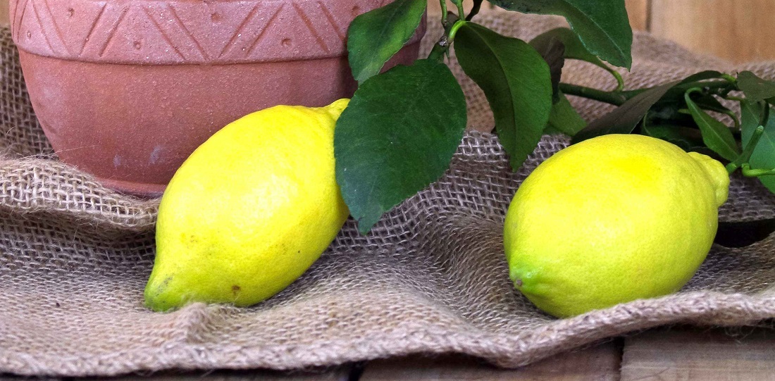 Wie erkennt man, wann Zitrusfrüchte reif sind? © Meine Orangerie