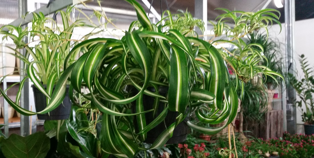 Chlorophytum oder Grünlilie eigent sich auch für Büros © GartenRadio.fm