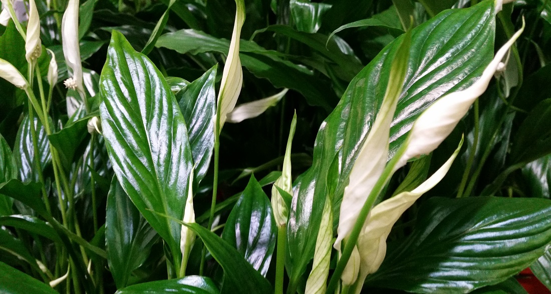 Spatiphyllum oder Einblatt ist die eleganteste Form der Luftreinigung © GartenRadio.fm