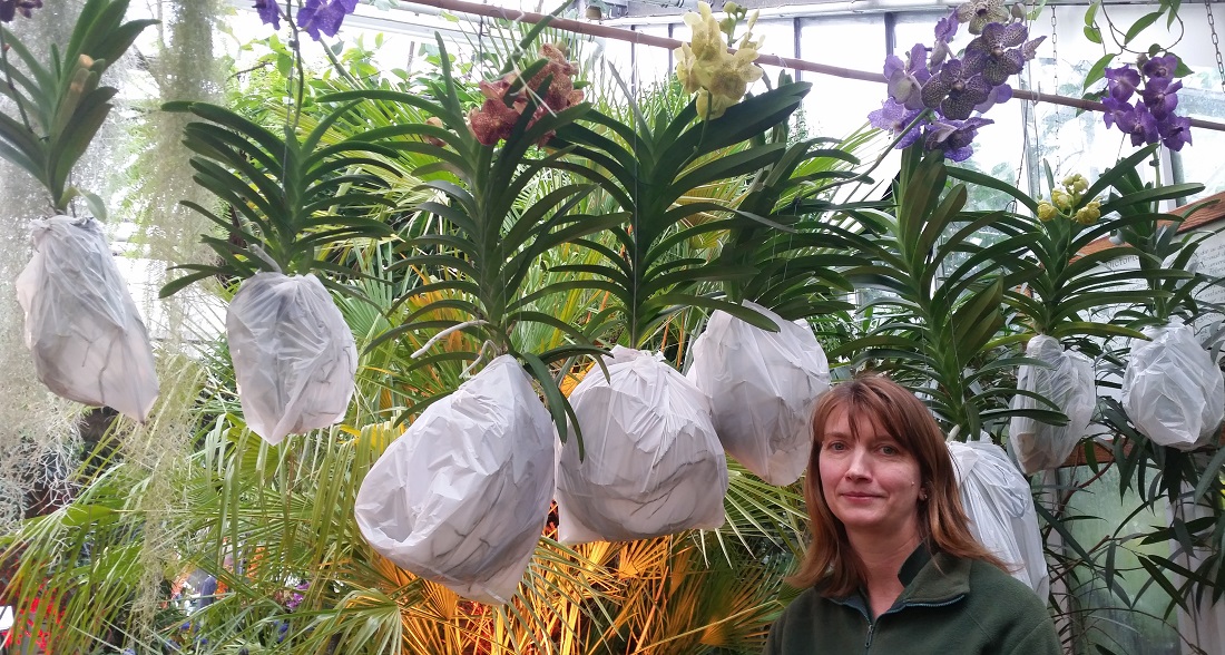 "Die Säcke schützen die Luftwurzeln der Vandeen", erklärt Zierpflanzengärtnerin Annette Ponick © GartenRadio.fm