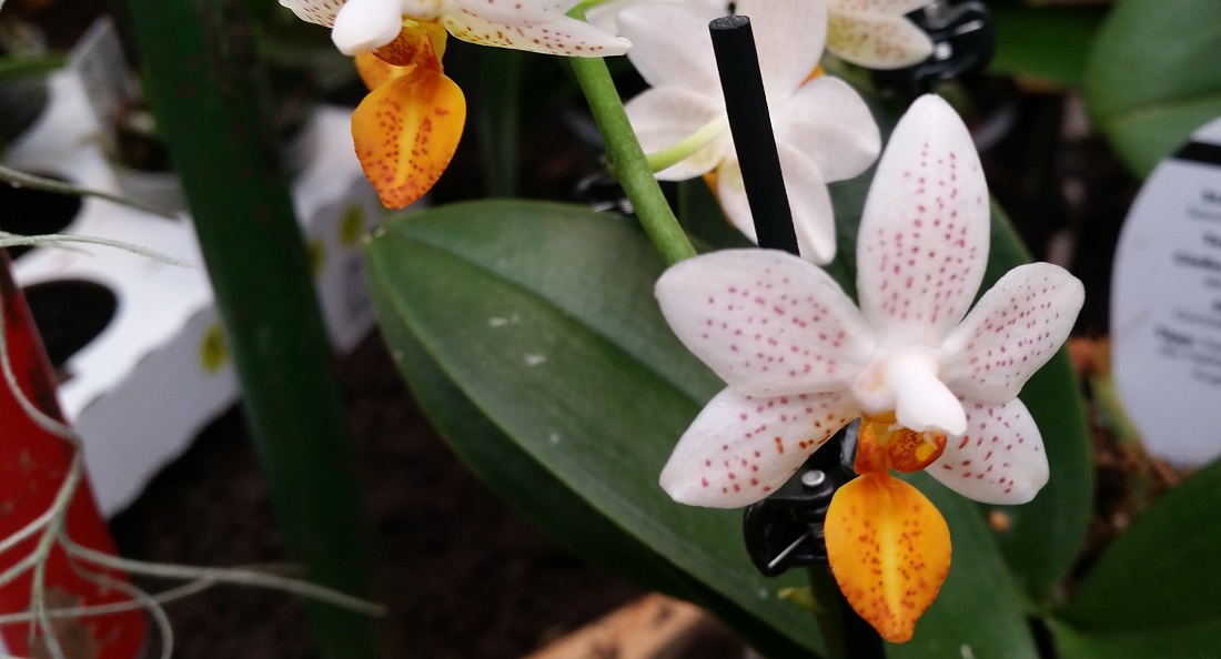 Orchideen gelten als die größte Pflanzenfamilie der Welt © GartenRadio.fm
