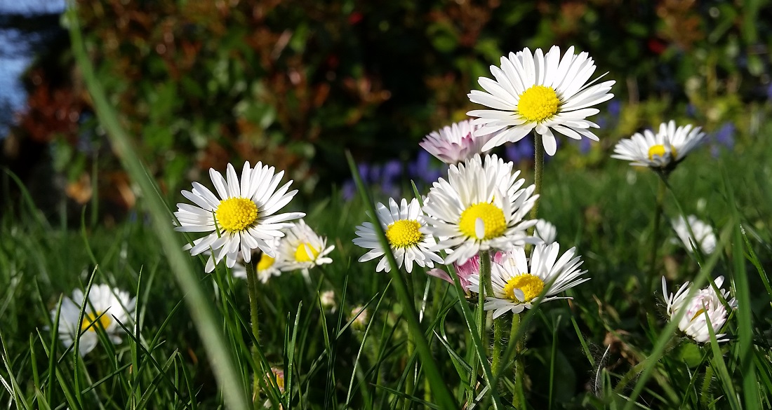 Gänseblümchen im Rasen kann man entfernen, muss man aber nicht © GartenRadio.fm