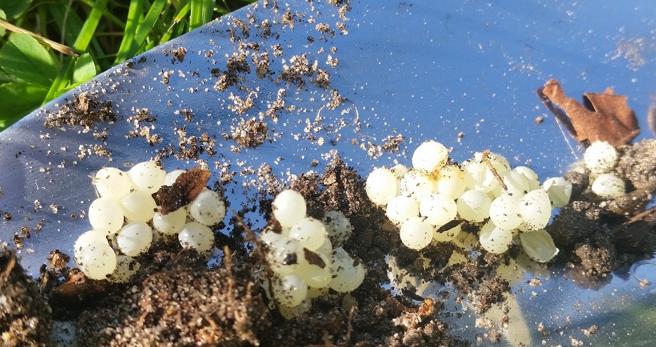 Erstaunlicherweise sind Schnecken-Eier strahlend weiß, wenn man beim Umgraben auf sie stößt © GartenRadio.fm