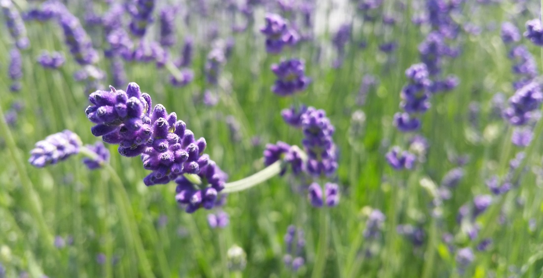 Der "Hidcote-Blue" Lavendel ist eine kompakte Sorte für kleine Hecken © GartenRadio.fm