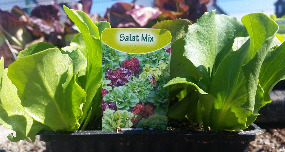 Wer zu einem Salat-Mix greift, bekommt gleich verschiedene Salatsorten zum ausprobieren  © GartenRadio.fm