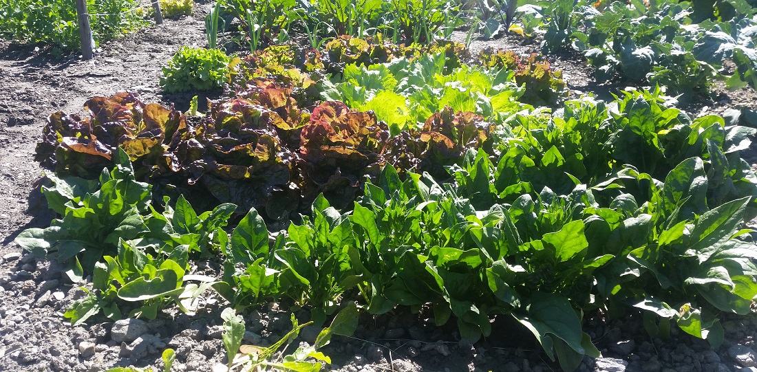 „Eigendünger“ auf Gemüse?  © GartenRadio.fm