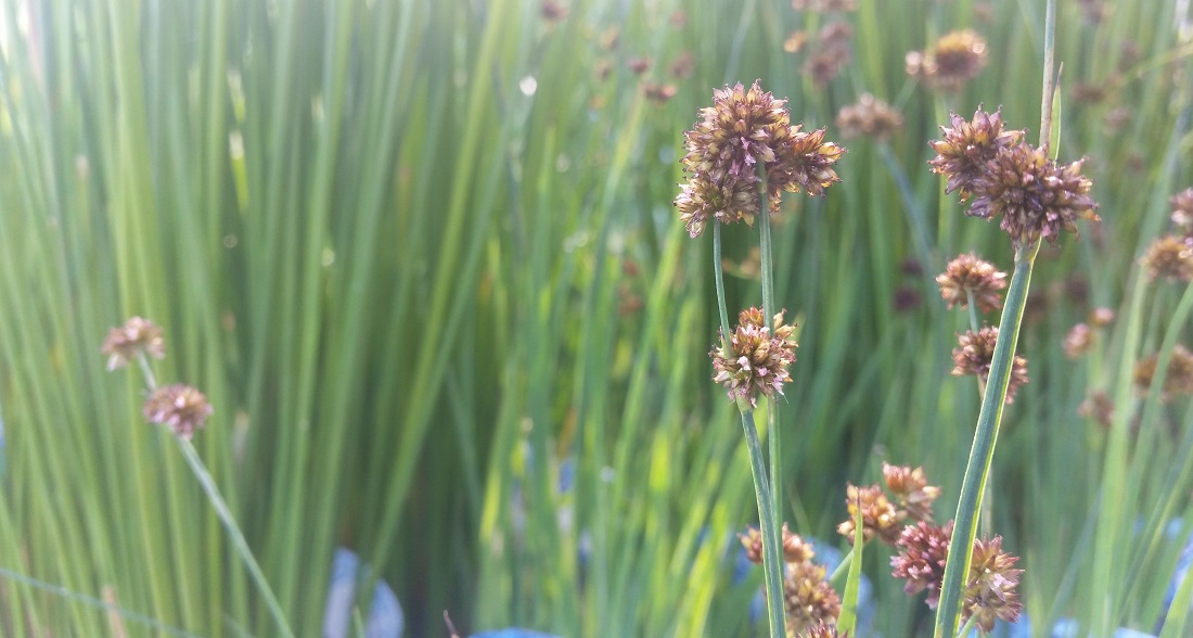 Die Zwergbinse (Juncus ensifolius) eignet sich für den Teichrand © GartenRadio.fm