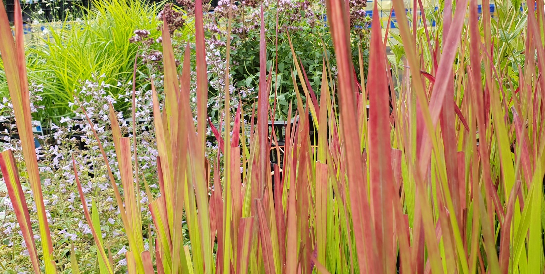 Für Drama sorgen auch die Farben der Gräser, wie hier das Reitgras  © GartenRadio.fm