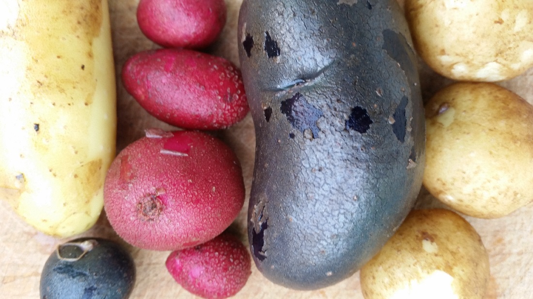 Kartoffeln gibt es in vielen Formen und Farben © GartenRadio.fm