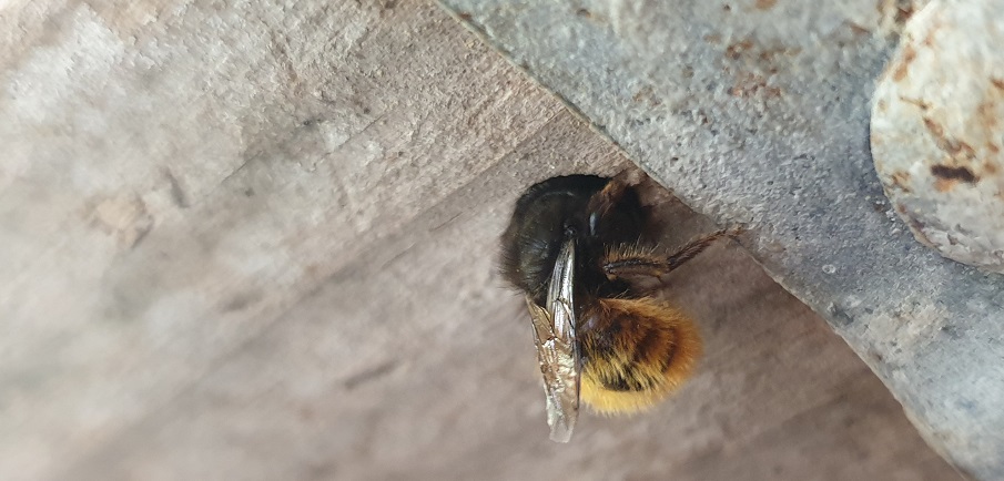 Eine Leiter mit Loch reicht der Wildbiene als Zuhause © GartenRadio.fm