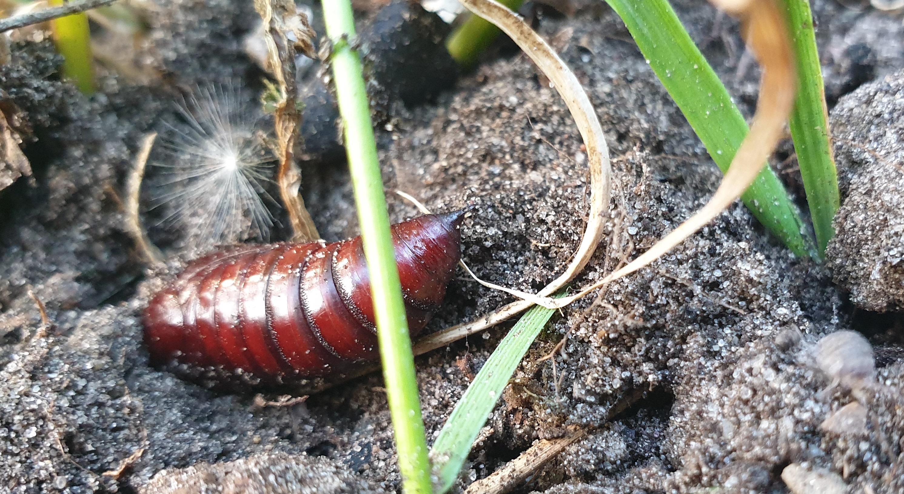 Das Bodenleben der Insekten ist noch relativ unerforscht © GartenRadio.fm