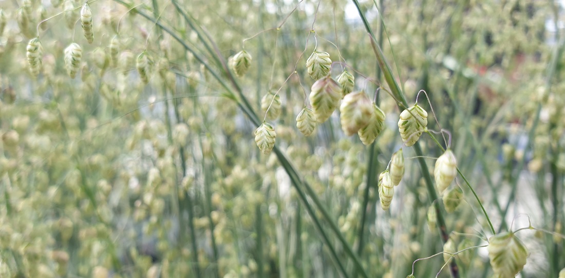 Zittergras ist eines der vielen Gräser, die einem Strauß Leichtigkeit verleihen © GartenRadio.fm
