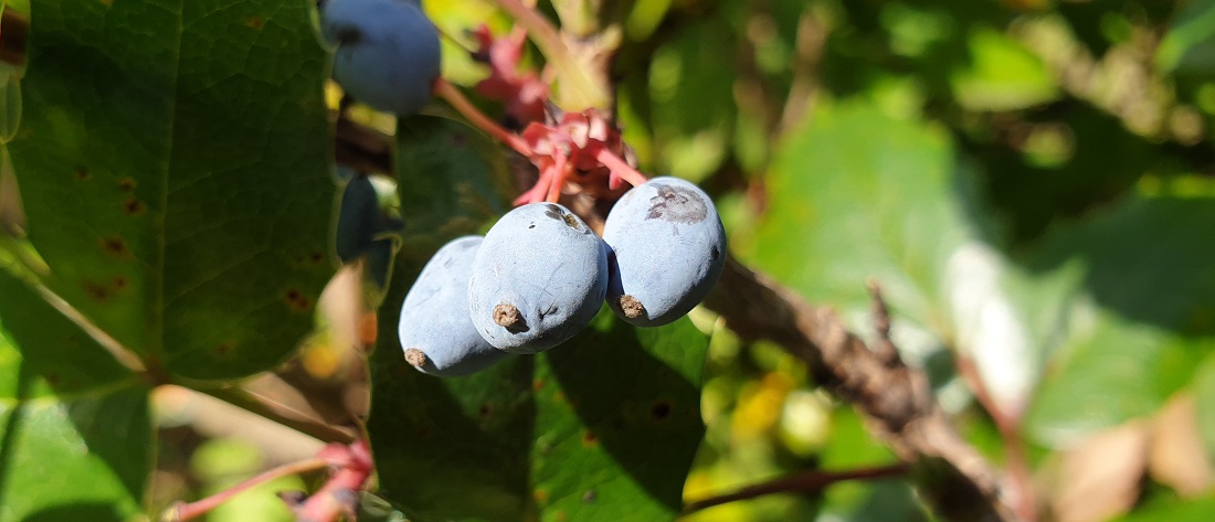 Sogar die Beeren der Mahonie sind essbar © GartenRadio.fm