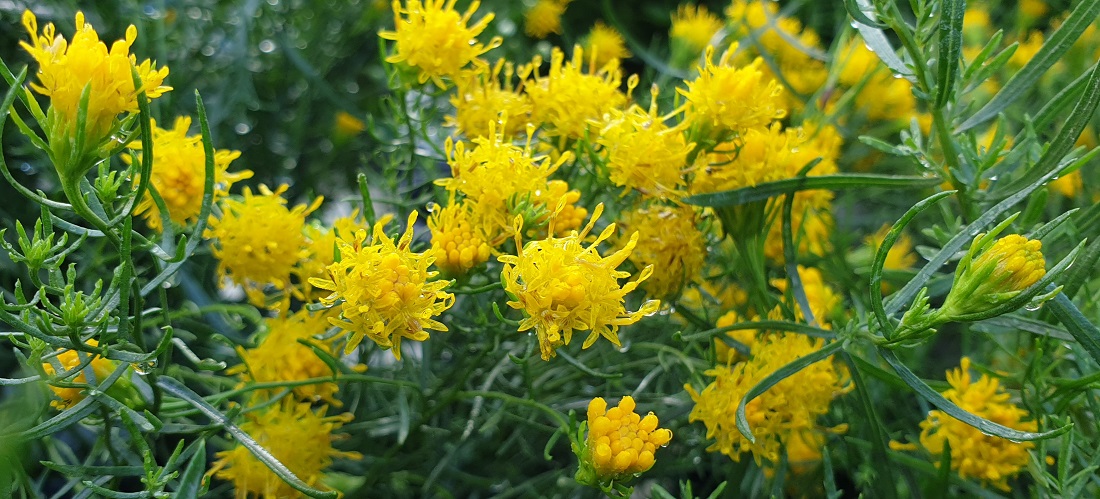 Die einzige gelbe Aster ist die Goldhaaraster (Aster linosyris) © GartenRadio.fm