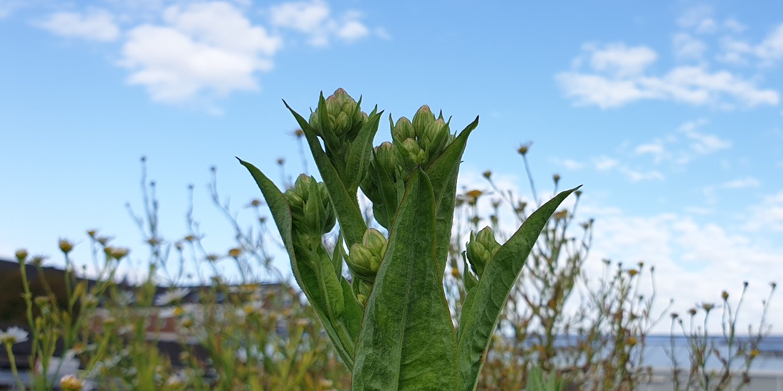 Die Blüten der tartarischen Aster (Aster tartaricus) recken sich mannshoch in den Himmel © GartenRadio.fm