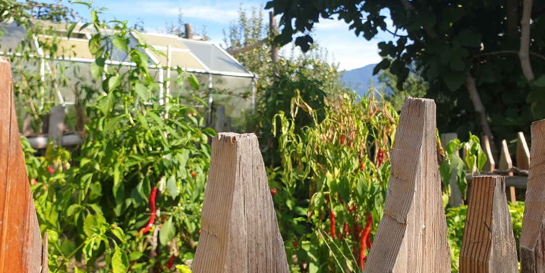 Die Chilis hinter dem Zaun müssen vor den Gänsen geschützt werden. Das Gewächshaus dient zur Chili-Anzucht im Frühling © GartenRadio.fm