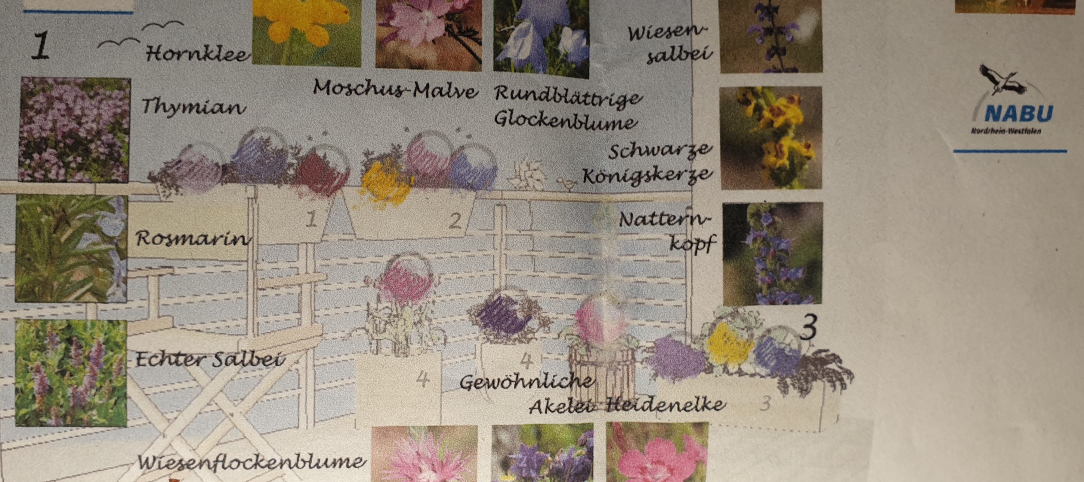 Der NABU Köln stellt nicht nur Wildpflanzen, sondern auch einen Pflanzplan für einen Wildpflanzen-Balkon zur Verfügung © NABU/Köln