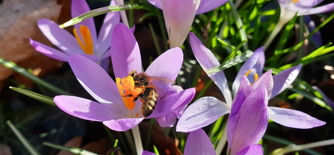 Über einen Blühteppich im Frühjahr freuen sich auch die Insekten © GartenRadio.fm
