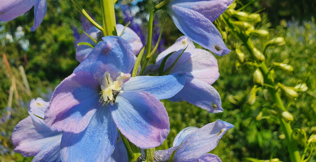 Augenweide, hellblau-rosa, kein Mehltau, lange Blühdauer, hält sich lange in der Vase © GartenRadio.fm