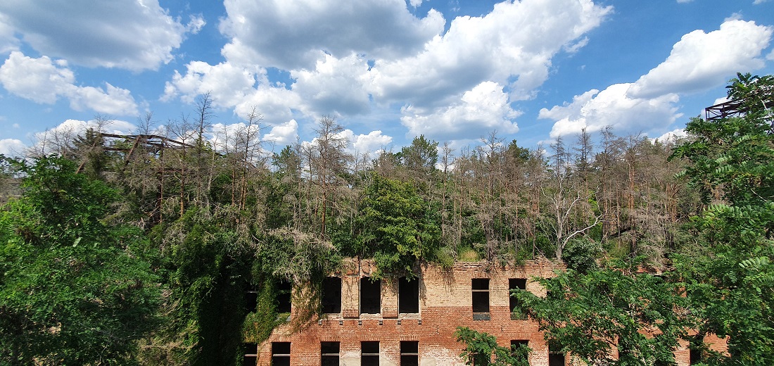 Ein Wald auf dem Dach ist eigentlich kein Problem. In den im 2 Weltkrieg zerstörten Gebäuden der Beelitzer Heilstätten gehört der Wald in 20 Meter höher zum maroden Charme. Aber es geht auch anders! © GartenRadio.fm