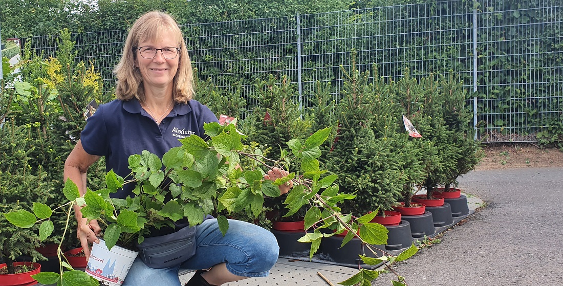 Petra Hennes - die Staudenclematis (Clematis heracleifolia) kann als Bodendecker eingesetzt werden. © GartenRadio.fm