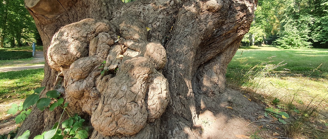 Mit Verdickungen können alte Bäume ihre Stabilität sichern © GartenRadio.fm