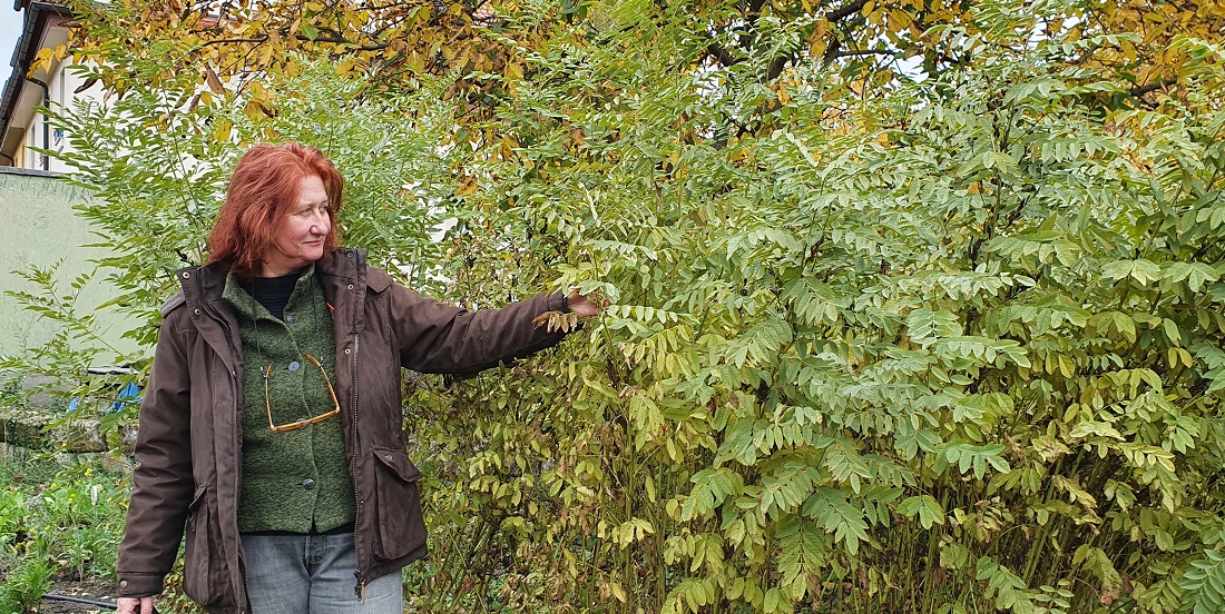 Gertrud Leumer vor ausgewachsenen Süßholzpflanzen © GartenRadio.fm