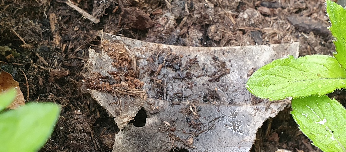 Kompostierbare Pflanztöpfe wie dieser "Pottburri" Topf verrotten tatsächlich plastikfrei  im Boden. © GartenRadio.fm. 