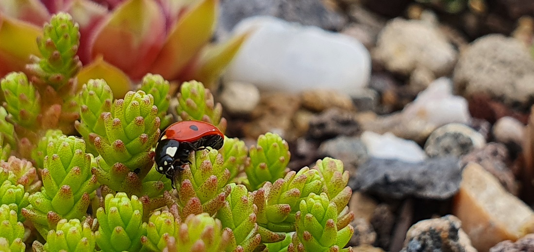 Sempervivem und Sedum sind insektenfreundlich.  © GartenRadio.fm