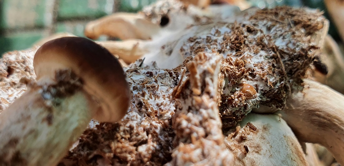 Das richtige Pilz-Substrat ist wichtig © GartenRadio