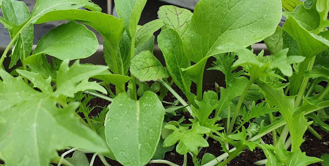 Asia-Salate kann man roh genießen oder auch im Wok garen. © GartenRadio