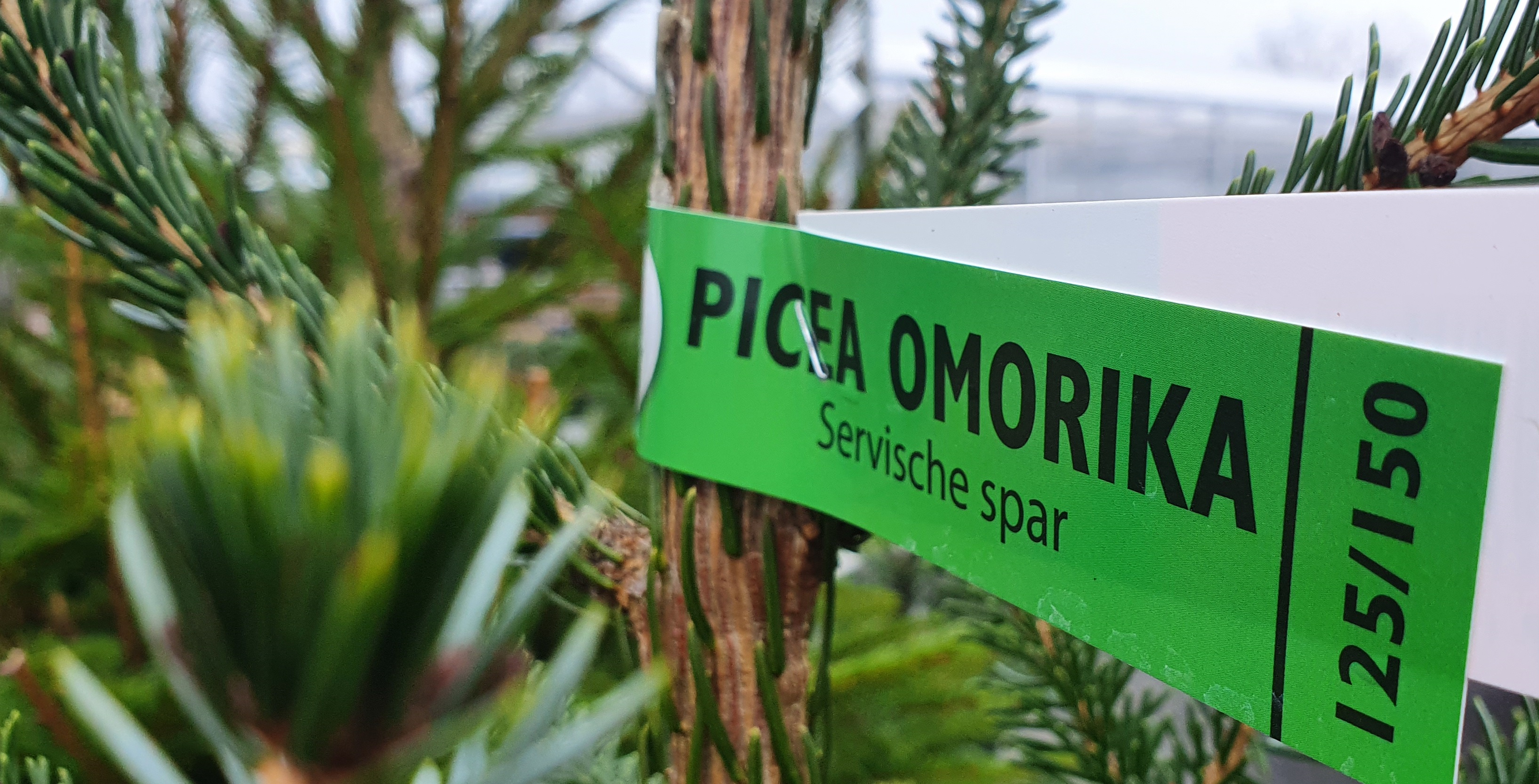Die Picea Omorika, die Serbische Fichte ist ein Tiefwurzler und kommt auch mit trockeneren Standorten klar. © GartenRadio.fm
