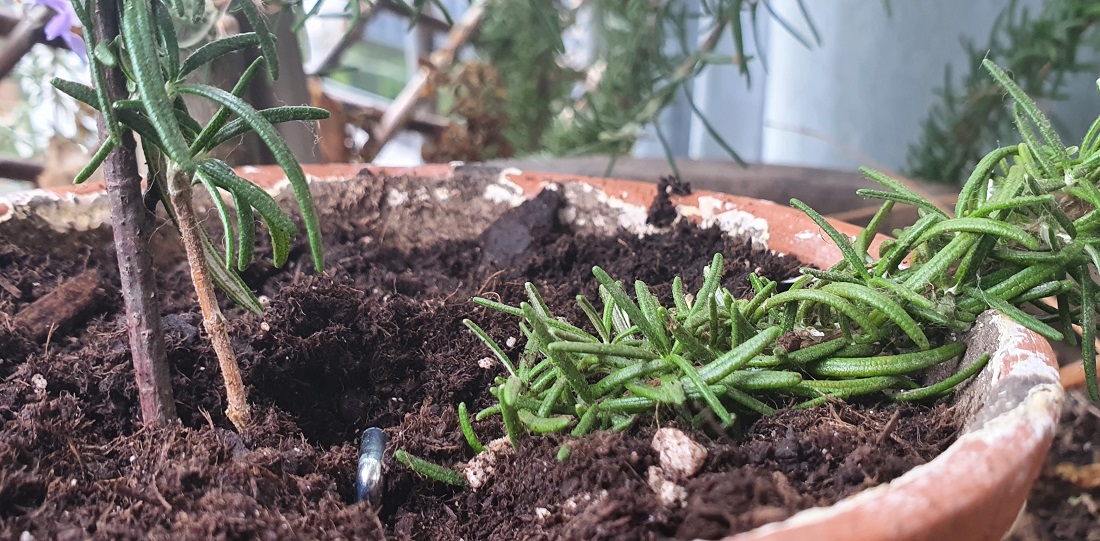 Rosmarin lässt sich durch Absenker vermehren, die man mit einem kleinen Haken in der Erde befestigt. © GartenRadio.fm