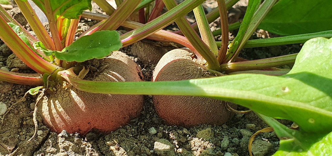 Rote Beete ist zweijährig, d.h. sie blüht im zweiten Jahr. Wichtig für Saatgutsammler. © GartenRadio.fm