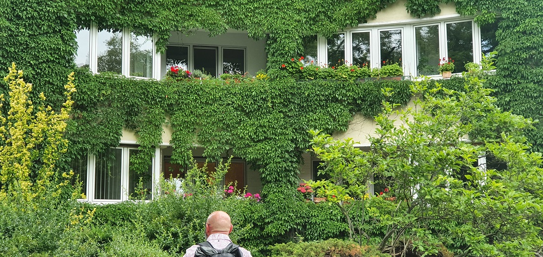 Auch ganz einfache Kletterpflanzen machen aus einer Fassade eine grüne Wand. Die Fachleute nennen das "Bodengebundende Begrünung." © GartenRadio.fm