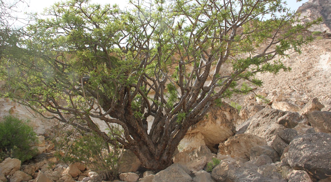 Weihrauchbaum in Dhofar. © Marina Tsaliki